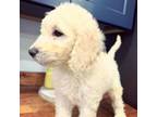 Goldendoodle Puppy for sale in Macclenny, FL, USA