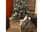 Adopt Nala a Brindle Boxer / Mixed dog in Denver, CO (39583942)