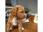 Mutt Puppy for sale in Macclenny, FL, USA