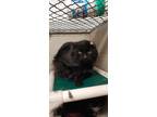 Adopt Edmund a Black (Mostly) Domestic Longhair (long coat) cat in Royal Oak