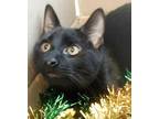 Adopt Inky a All Black Domestic Shorthair (short coat) cat in Lebanon