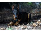 Adopt Baby a Black - with Tan, Yellow or Fawn Doberman Pinscher / Mixed dog in
