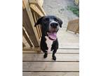Adopt Luey a Black - with White Labrador Retriever / Mixed dog in Midlothian