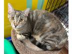 Adopt 10/17 - Tullie a Domestic Shorthair / Mixed (short coat) cat in