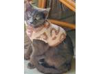 Adopt Arlene a Gray or Blue Domestic Shorthair (short coat) cat in Houston
