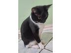 Adopt Aaron a Black & White or Tuxedo Domestic Shorthair (short coat) cat in