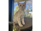 Adopt Tito a Tan or Fawn Domestic Shorthair (short coat) cat in Battle Creek