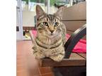 Adopt Wrigley a Tan or Fawn Tabby Domestic Shorthair (short coat) cat in Battle