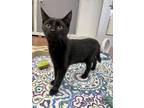 Adopt Silas a All Black Domestic Shorthair (short coat) cat in Battle Creek