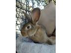 Adopt Lorelei a Chocolate American / Mixed rabbit in Holiday, FL (40508252)