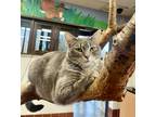 Adopt Daisy a Gray, Blue or Silver Tabby Domestic Shorthair (short coat) cat in