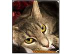Adopt Tess a Gray, Blue or Silver Tabby Domestic Shorthair (short coat) cat in