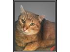 Adopt Otis a Orange or Red Tabby Domestic Shorthair (short coat) cat in