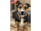 Adopt Cashmere a Tricolor (Tan/Brown & Black & White) Foxhound / Treeing Walker