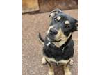 Adopt Buddy a Tricolor (Tan/Brown & Black & White) Foxhound / Treeing Walker