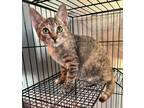 Adopt Eden a Brown Tabby Domestic Shorthair / Mixed cat in Atascocita