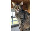 Adopt Connie a Brown Tabby Domestic Shorthair (short coat) cat in Lincoln