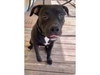 Adopt MAYOR a Terrier (Unknown Type, Medium) dog in Shreveport, LA (40383432)