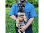 German Shepherd Dog Puppy for sale in Lumberton, MS, USA