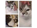 Adopt Paisley a White (Mostly) Domestic Shorthair (short coat) cat in Brick