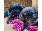 Adopt Charlie & Levi a Black - with Gray or Silver Shih Tzu / Mixed dog in Saint