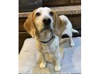 Adopt Bowie a Red/Golden/Orange/Chestnut - with White Beagle / Mixed dog in