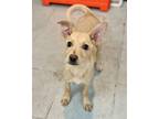 Adopt Lulu a White Carolina Dog dog in Phoenix, AZ (40506474)