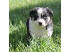 Border Collie Puppy for sale in Loma, CO, USA