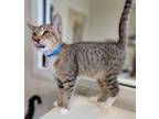 Adopt Hondo a Domestic Shorthair / Mixed (short coat) cat in Fremont