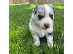 Australian Shepherd Puppy for sale in Loma, CO, USA