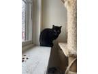 Adopt Raffi a Domestic Shorthair / Mixed (short coat) cat in Bourbonnais
