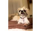 Adopt Pupcake a Shih Tzu / Mixed dog in El Cajon, CA (40498882)