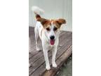 Adopt Cookie a White - with Tan, Yellow or Fawn Jindo / Mixed dog in Duluth
