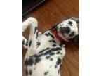 Adopt Pongo a White - with Black Dalmatian / Mixed dog in Romeoville