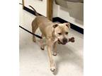 Adopt Wrangler a Tan/Yellow/Fawn Pit Bull Terrier / Mixed dog in Weatherford