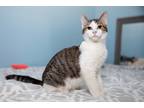 Adopt Pampers a Gray, Blue or Silver Tabby Domestic Shorthair (short coat) cat