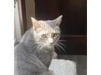 Adopt Roddy a Gray or Blue (Mostly) Domestic Shorthair (short coat) cat in