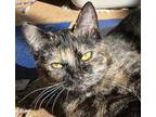 Adopt Merriment a Tortoiseshell Domestic Shorthair (short coat) cat in