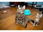 Adopt Victoria a Brown Tabby Hemingway/Polydactyl (medium coat) cat in Chicago