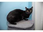 Adopt Jolene a All Black Bombay (short coat) cat in Chicago, IL (40505386)