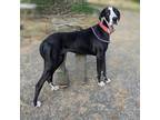 Adopt Luna D a Black - with White Great Dane / Mixed dog in Vail, AZ (40087533)