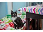 Adopt Dumpling a Black & White or Tuxedo Siberian (medium coat) cat in Chicago