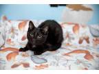 Adopt Tuna a Black (Mostly) Bombay (short coat) cat in Chicago, IL (40505294)