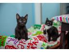 Adopt Orion a All Black Siberian (medium coat) cat in Chicago, IL (40505311)