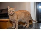 Adopt Molly a Orange or Red Tabby Domestic Shorthair (short coat) cat in