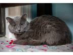 Adopt John a Gray or Blue Nebelung (medium coat) cat in Chicago, IL (40505203)
