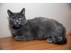 Adopt Silver a Gray or Blue Russian Blue (short coat) cat in Chicago
