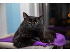 Adopt Evan a All Black Maine Coon (long coat) cat in Chicago, IL (40505148)