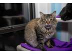Adopt King a Brown Tabby Maine Coon (long coat) cat in Chicago, IL (40505144)