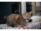 Adopt Mocha a Brown Tabby Domestic Shorthair (short coat) cat in Chicago
